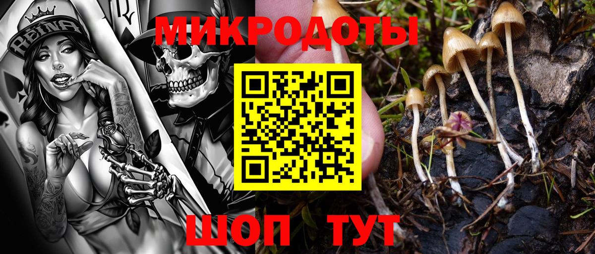 Псилоцибиновые грибы Cubensis Михайловка